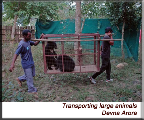 Devna Arora - Transporting large animals
